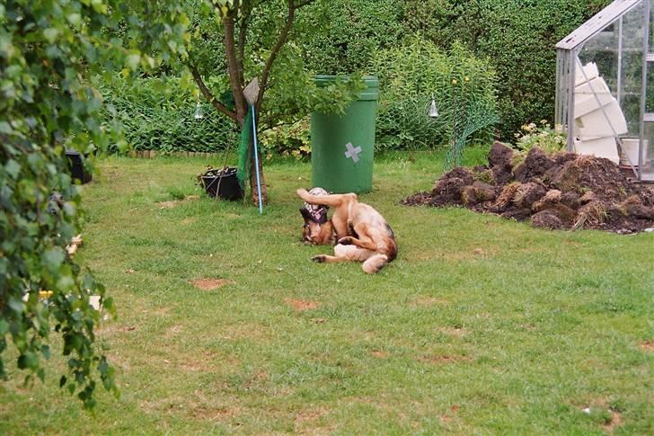 Schæferhund simba - når i ikke gider lege med mig må jeg selv lege med bolden  billede 16