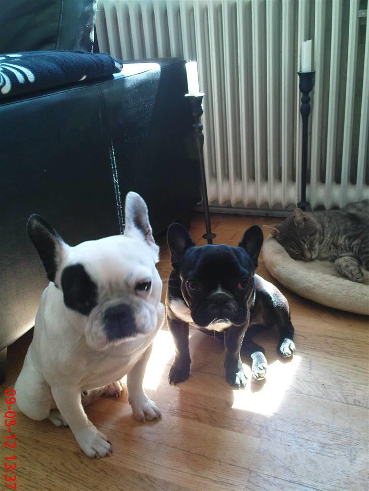 Fransk bulldog carla (RIP min elskede lille pige) billede 8