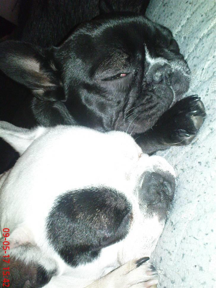 Fransk bulldog carla (RIP min elskede lille pige) billede 9