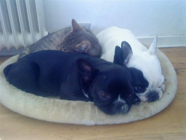Fransk bulldog carla (RIP min elskede lille pige) - ja vi kan godt være 3 i vores lille kurv billede 10