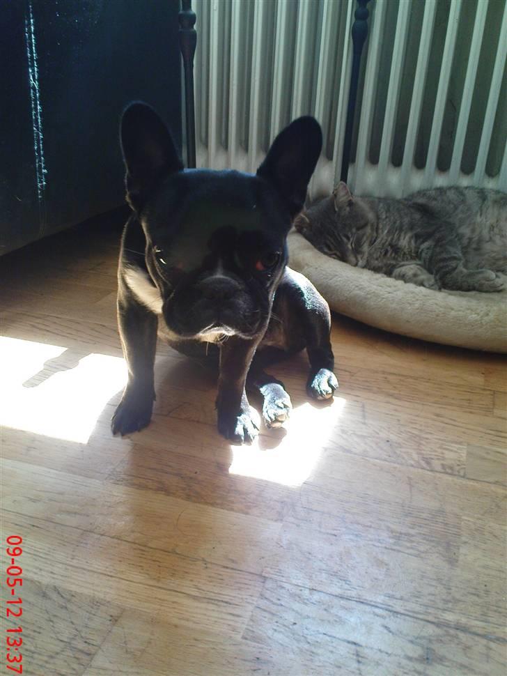 Fransk bulldog carla (RIP min elskede lille pige) billede 11