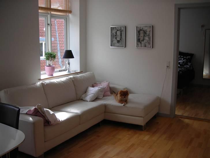 Pomeranian Luka billede 10