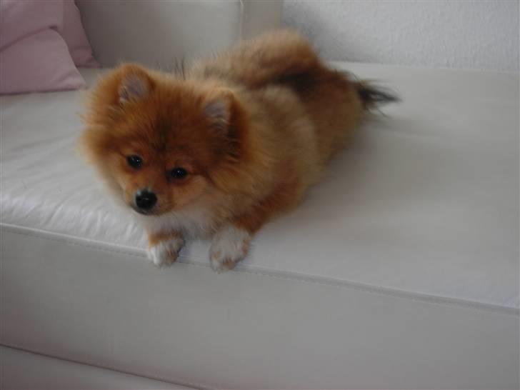 Pomeranian Luka billede 12