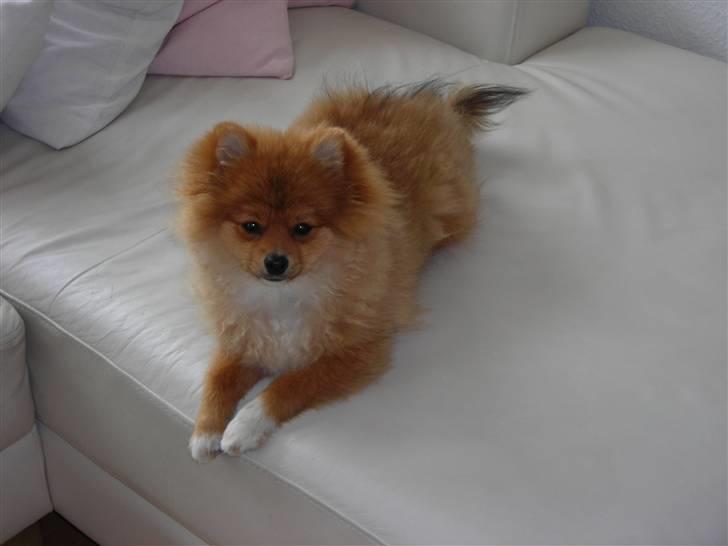 Pomeranian Luka billede 13