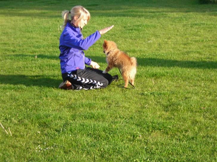 Pomeranian Luka - Til hundetræning billede 14
