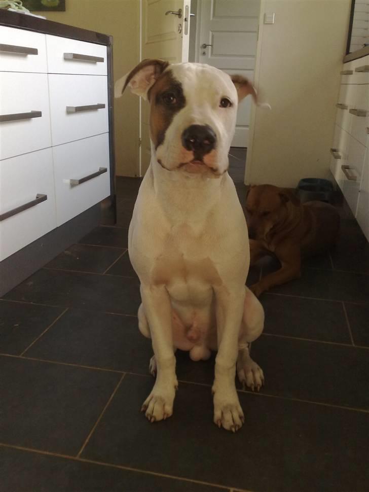 Blanding af racer Mr. Bounty - Nyt! Den store dreng. :-) billede 1