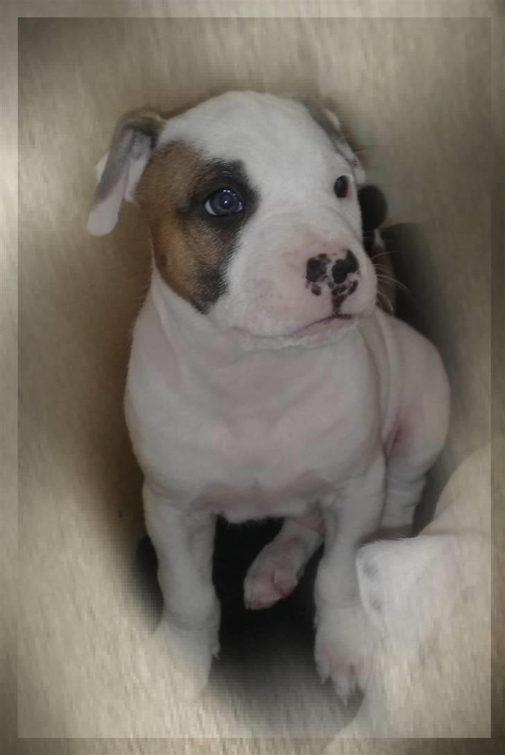 Blanding af racer Mr. Bounty billede 2