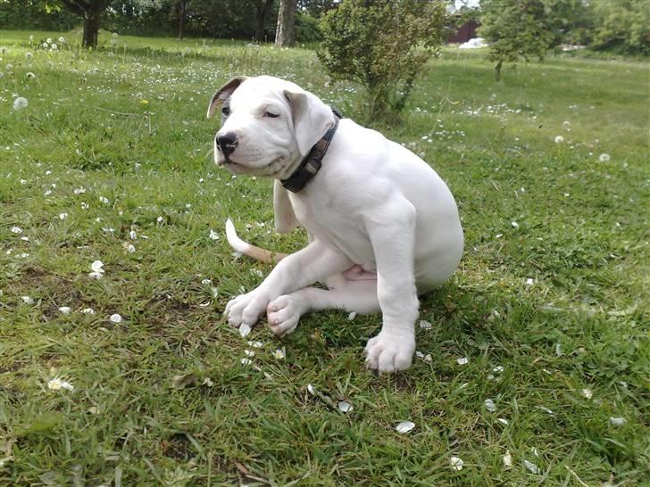 Blanding af racer Mr. Bounty - iiihh hvor sådan et halsbånd klør. billede 3