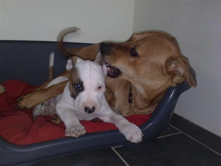 Blanding af racer Mr. Bounty billede 4