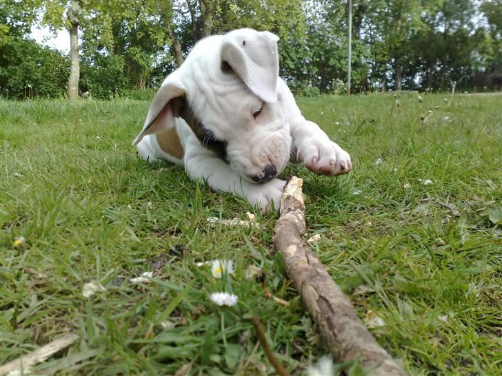 Blanding af racer Mr. Bounty - mums en lækker gren! billede 5