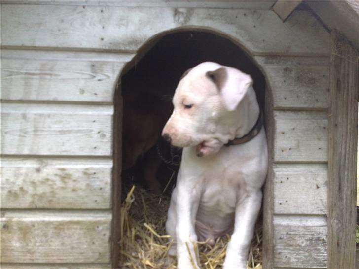 Blanding af racer Mr. Bounty - Jeg skal nok passe på huset! billede 6