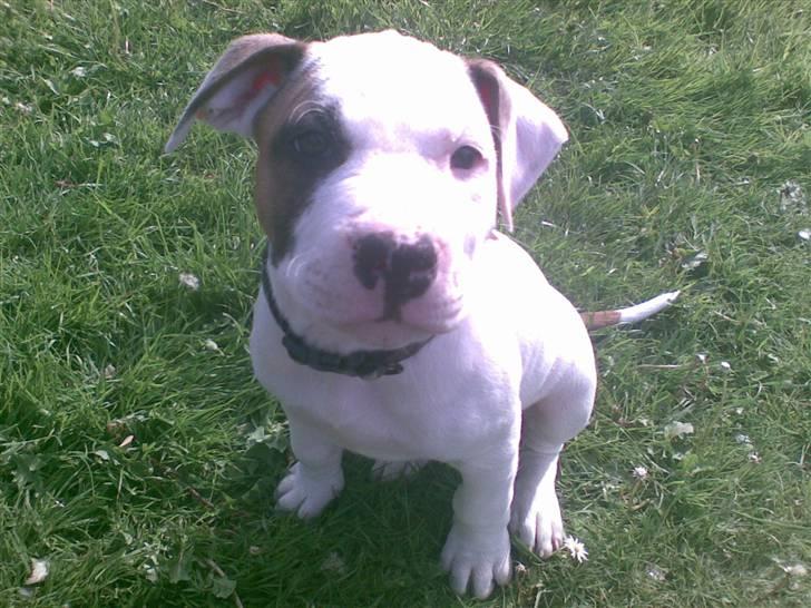 Blanding af racer Mr. Bounty - Se hvor dygtig jeg er. billede 7