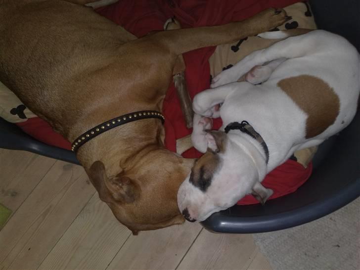 Blanding af racer Mr. Bounty - De nyder virkelig hinanden. En lille middagslur var lige det de havde brug for. :-) billede 8