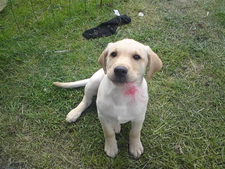 Labrador retriever Dumle - hov kom du der mor. jeg leger  billede 3