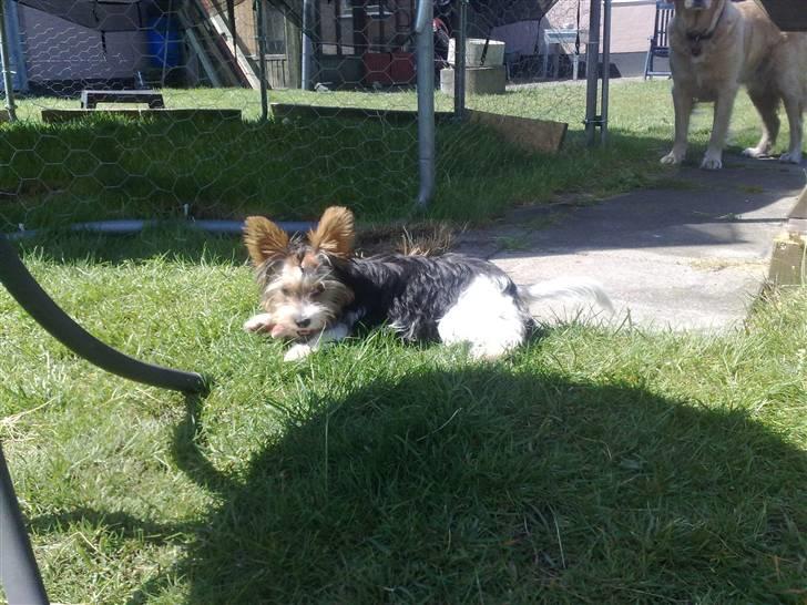 Biewer yorkshire terrier * Baby Doll * billede 9