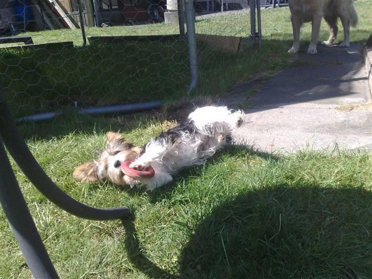 Biewer yorkshire terrier * Baby Doll * billede 10