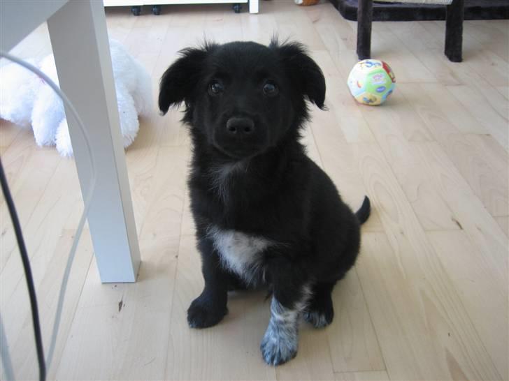 Blanding af racer Micko billede 15