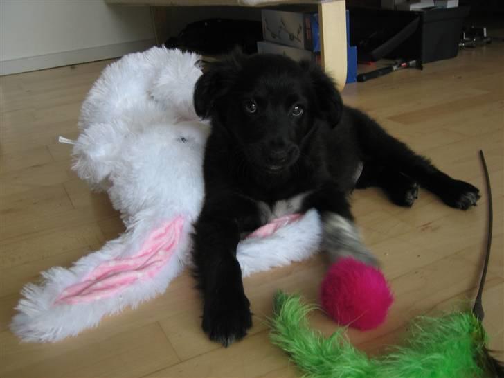 Blanding af racer Micko billede 16