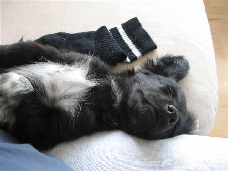 Blanding af racer Micko billede 17