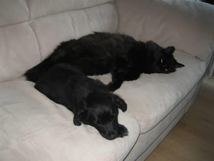 Blanding af racer Micko billede 18