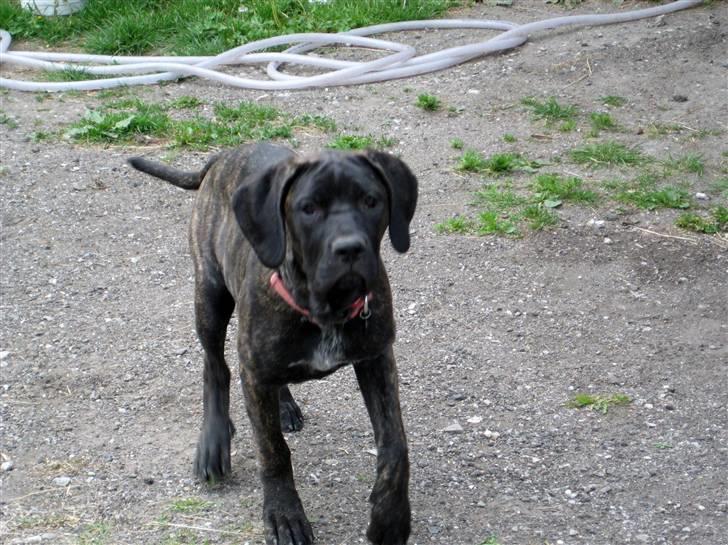 Blanding af racer Chilie . 2-11-09 billede 14