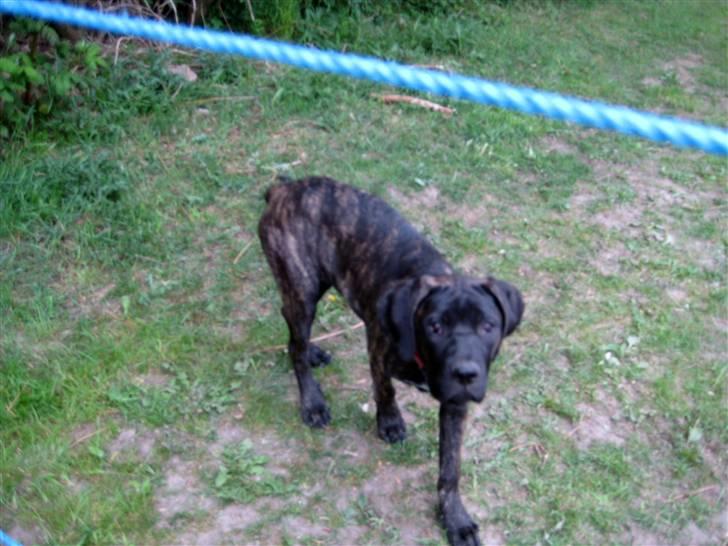 Blanding af racer Chilie . 2-11-09 billede 15