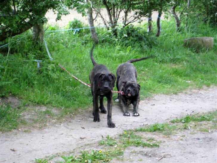 Blanding af racer Chilie . 2-11-09 billede 16