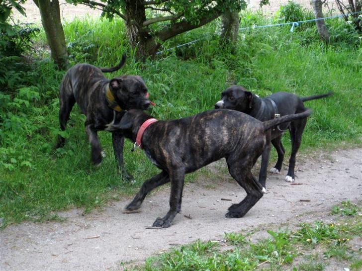 Blanding af racer Mallie  billede 16