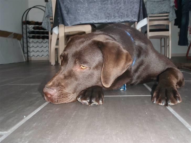 Labrador retriever Zanto billede 7