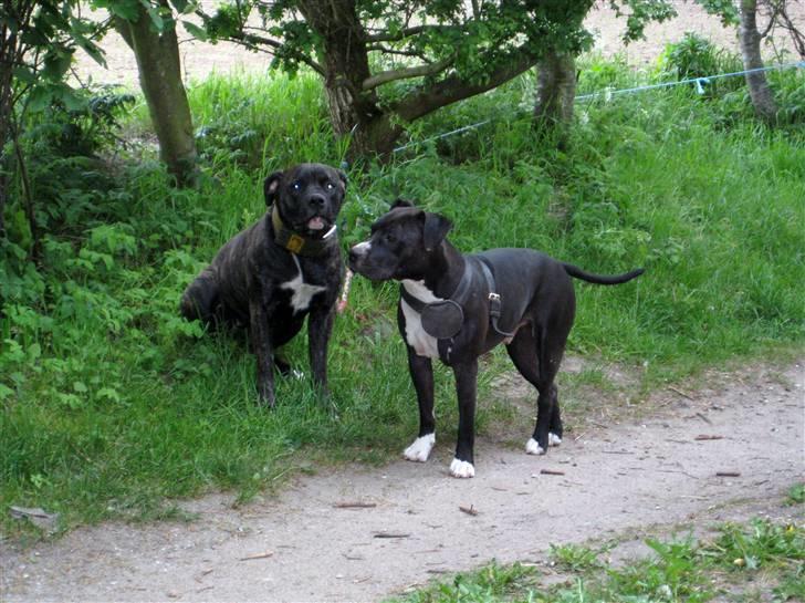Amerikansk staffordshire terrier Zeus R.I.P 05-08-09 billede 19