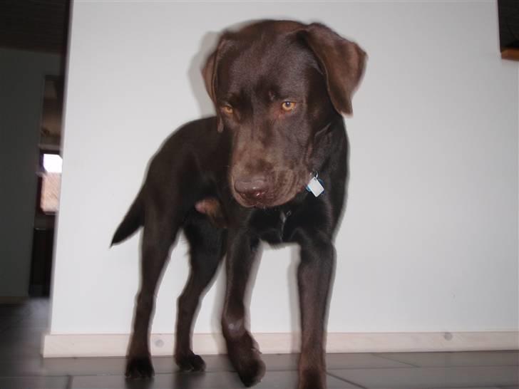 Labrador retriever Zanto - mors egen lille skat billede 9