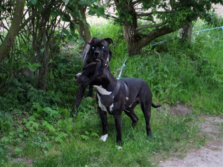 Amerikansk staffordshire terrier Zeus R.I.P 05-08-09 billede 20