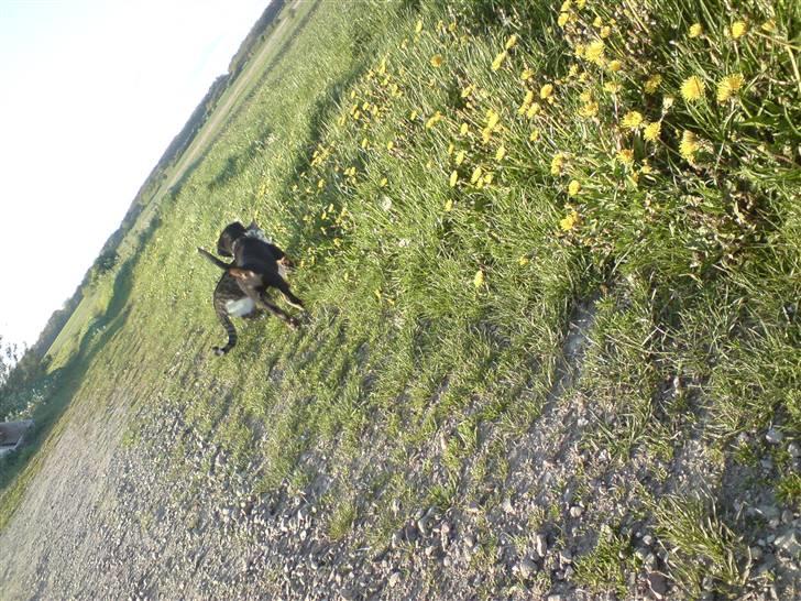 Rottweiler Rico<3 - Snavner vores gå ture, Rolli vil snavne dig... billede 15