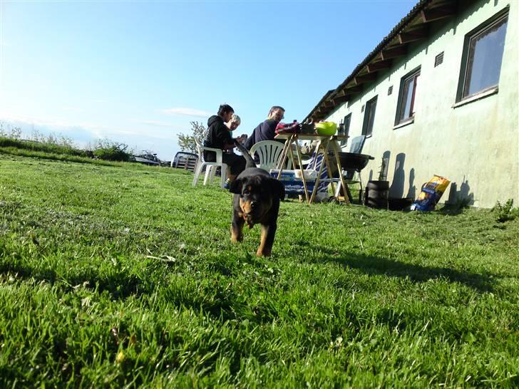 Rottweiler Rico<3 - Ingen tage vores grillmad.... billede 16