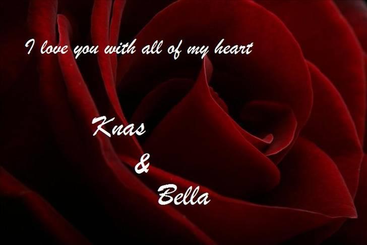 Chihuahua Ballerina billede 18