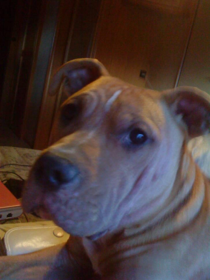 Amerikansk staffordshire terrier Eddy - HVAD??? :)sødt ansigtudryk du laver min dreng <3 billede 14