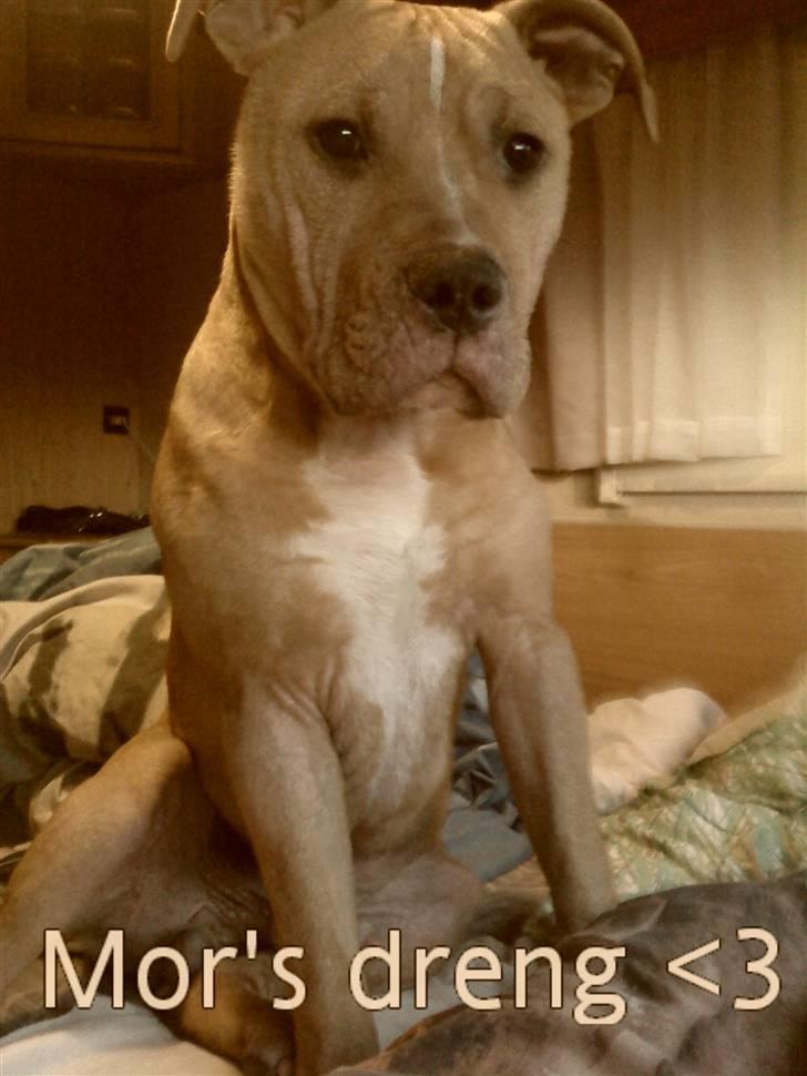 Amerikansk staffordshire terrier Eddy - han er bare mors dreng elsker dig min dejlige dreng <3  billede 15