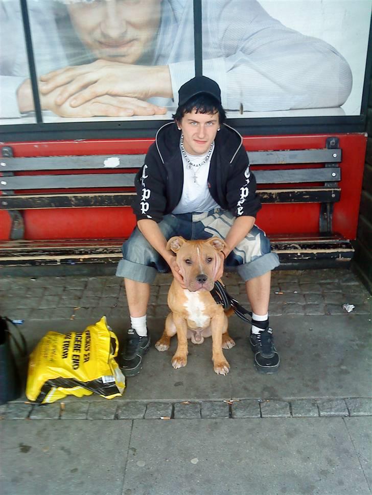 Amerikansk staffordshire terrier Eddy - mig og min far på vej hjem vi venter på bussen mor tager billedet :) billede 16