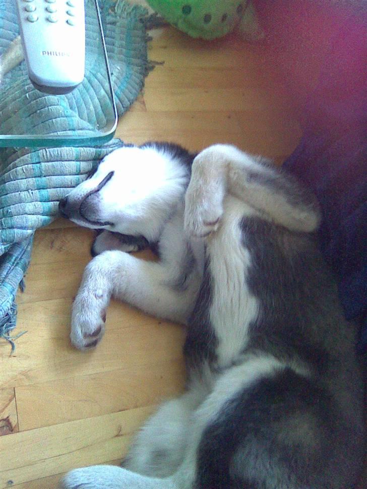 Alaskan malamute noah - sovetryne billede 4