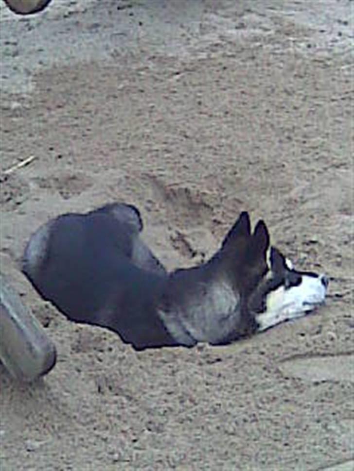 Alaskan malamute noah - ja man ligger som man har ´´gravet´´... billede 5