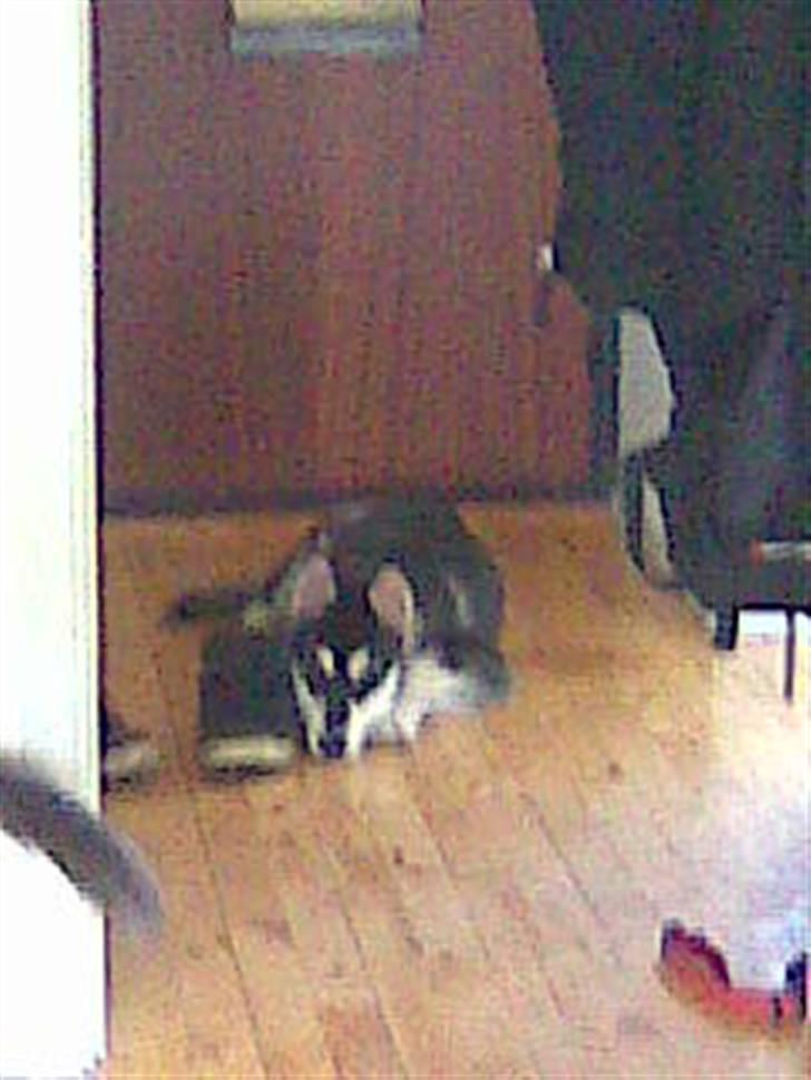 Alaskan malamute noah - ´´jeg putter bare.... jeg LOVER ikke at spise den sko´´ billede 6