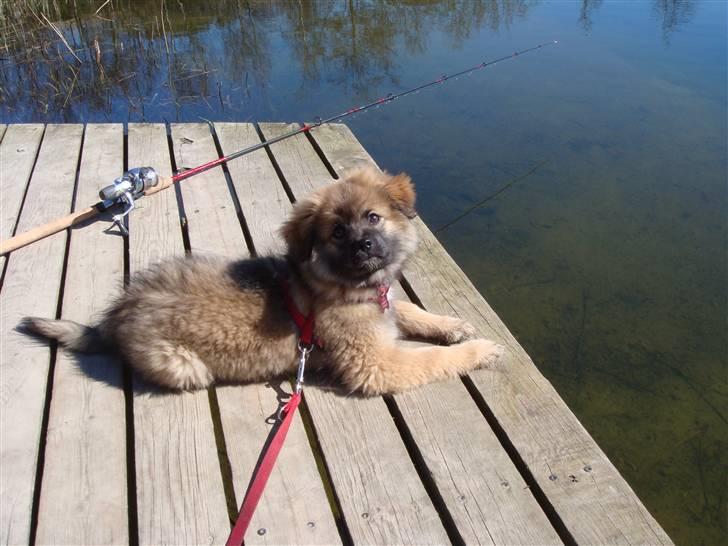 Mittelspitz Casie - Ligger lige og slapper af på en fisketur. billede 1