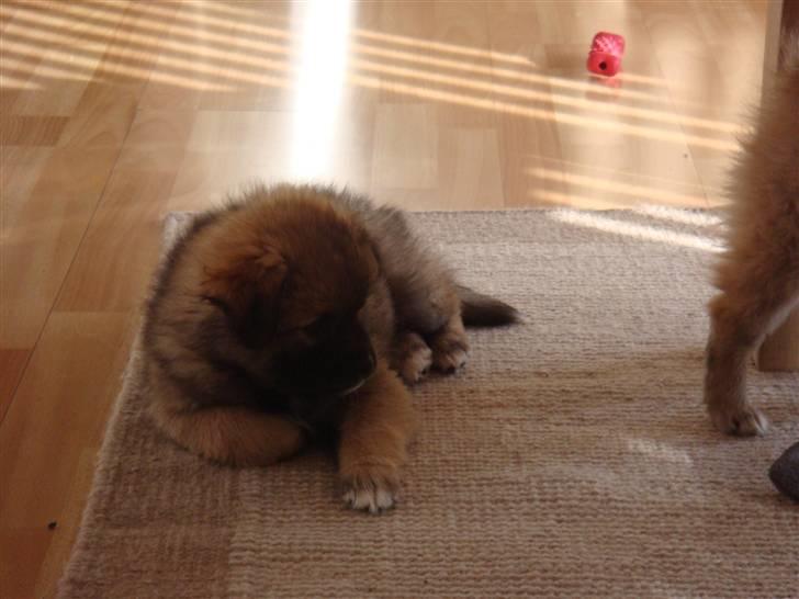 Mittelspitz Casie - Slapper af på stue gulvet billede 2