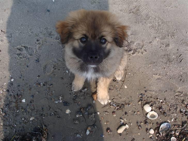 Mittelspitz Casie - Selv om man er ved vandet og der er en masse andre hunde kan man godt være lidt fotogen billede 3