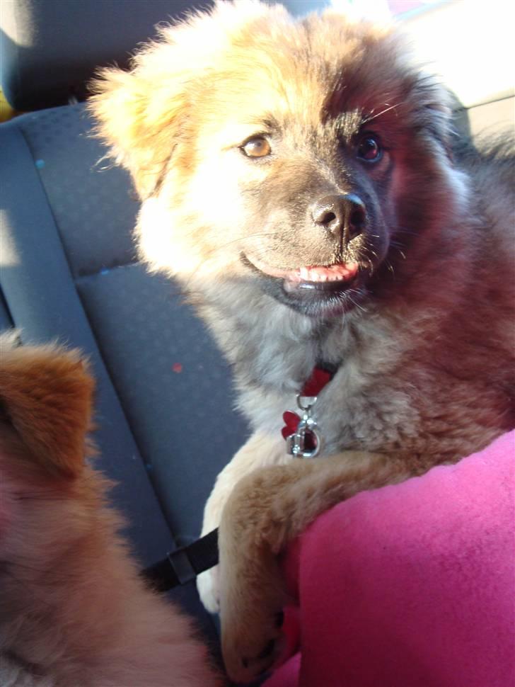 Mittelspitz Casie - Sidder på bagsædet og følger med i trafikken ud af forruden. billede 4