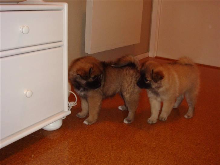 Mittelspitz Casie - Er lige på udkig i huset med sin søster. billede 5