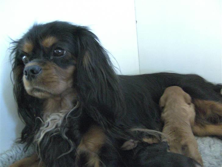 Cavalier king charles spaniel Tulle (Magic Rose) billede 4