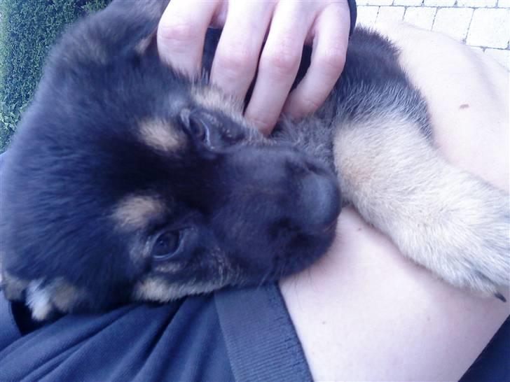 Schæferhund Neema - 7½ uge  billede 7