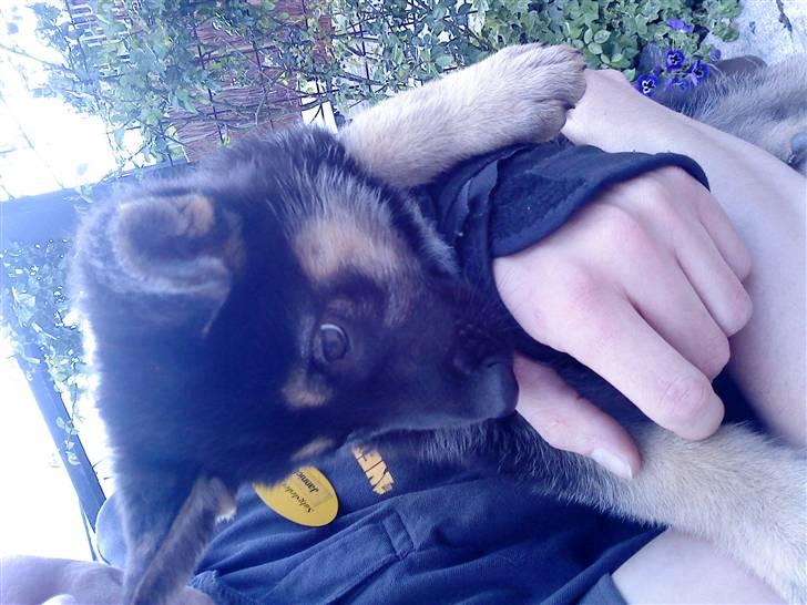 Schæferhund Neema - 7½ uge og vi glæder os til at hun kommer hjem billede 8