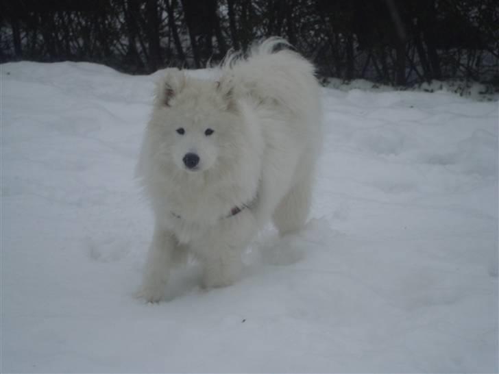 Samojedhund Kiak´Qato of Aslan Lo-Key - Venter tålmodigt på sneboldte :) (9 mdr) billede 19